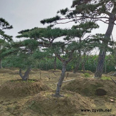泰山景觀松 綠化苗木 造型油松 風(fēng)景樹(shù) 黑松樹(shù)苗 喬木 多種類可選擇  價(jià)格優(yōu)惠