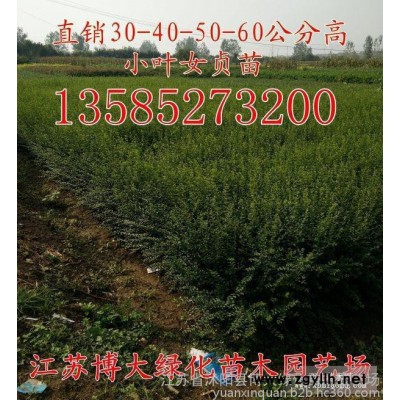 小葉女貞價(jià)格-H40-50公分小葉女貞綠籬苗低價(jià)批發(fā)直銷-博大綠化苗木供應(yīng)500萬棵小葉女貞基地