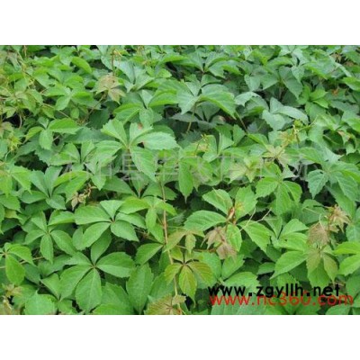 紫穗槐 紫穗槐小苗 叢生紫穗槐苗 園林綠化苗木 防沙固坡植物批發
