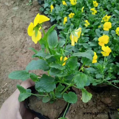 角堇 青州草花 營養缽苗 綠化苗木成活率高 基地直銷