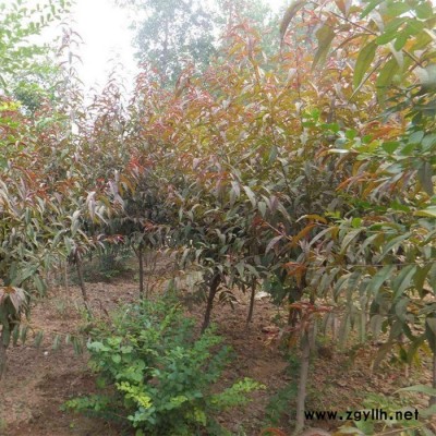 紅葉碧桃 樹(shù)苗風(fēng)景綠化苗木紅葉碧桃基地批發(fā)