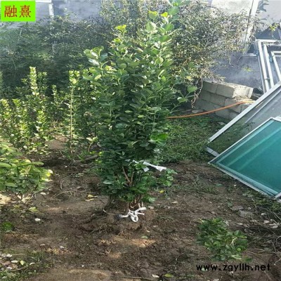供應綠化苗木北海道黃楊 歡迎實地看苗訂貨 提供種植技術 1米1.5米1.8米2米北海道黃楊苗  山東北海道