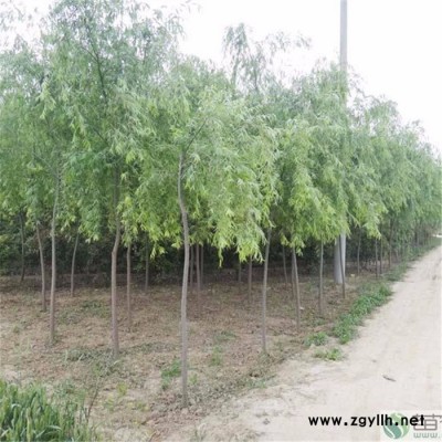 苗農在線供應旱柳 園林綠化苗木柳樹 價格優惠