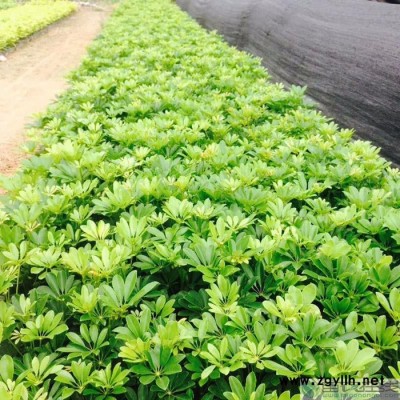 苗農在線批發鵝掌柴鴨腳木苗 園林工程綠化苗木 價格優惠