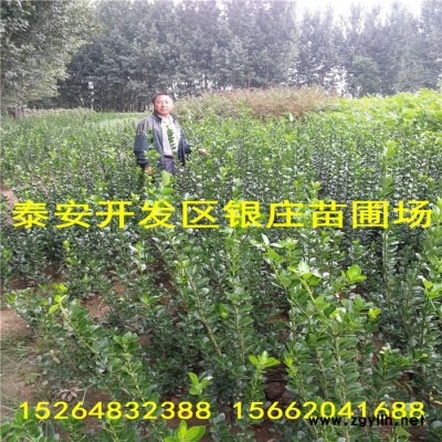其他綠化苗木