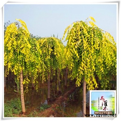 金葉垂榆價(jià)格-綠化苗木金葉垂榆-嫁接金葉垂榆