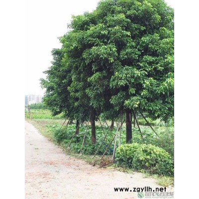 苗農在線批發園林綠化苗木喬木秋楓 重陽木 價格優惠