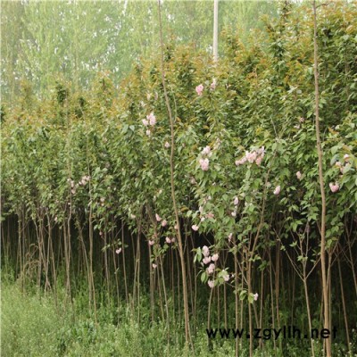 珍珍 基地供應 櫻花 叢生 櫻花苗 批發**櫻花苗 綠化苗木 品種齊全