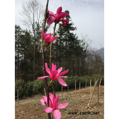 五峰  紅花玉蘭  供應紅花玉蘭_高度150公分_宜昌種植地_地     苗木批發 綠化苗木 園林綠化苗木 綠化苗木批發