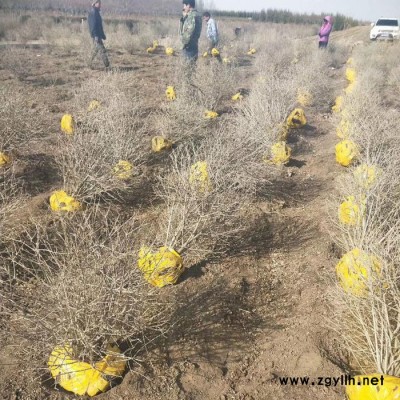 水臘球  50cm-150cm 遼寧水臘球  規(guī)格齊全 綠化苗木