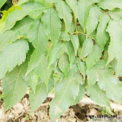 苗農在線供應規格齊全的綠化苗木欒樹價格 量大從優