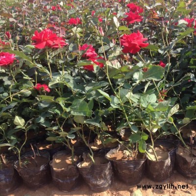 月季批發 綠化苗木 花卉種植批發 青州鑫超
