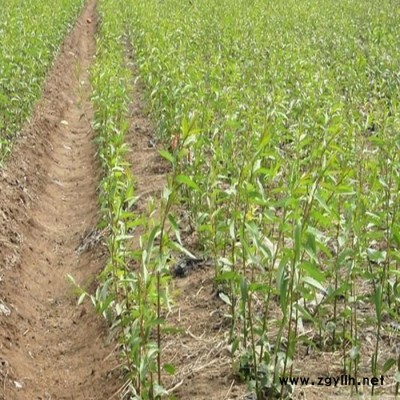 園林垂柳樹苗 濕地綠化苗木1-10公分垂柳苗 竹柳樹苗庭院花木柳樹苗