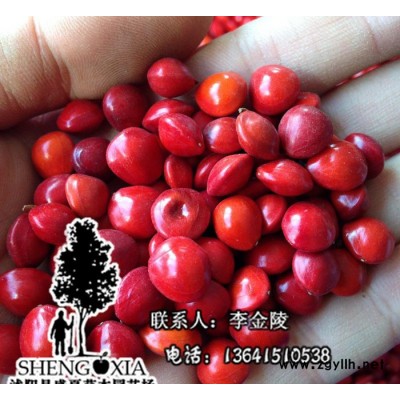 當(dāng)年新采出苗率高 海紅豆孔雀豆種子別稱臺灣相思豆 綠化苗木種子