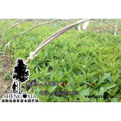 大量批發綠化苗木 花卉紅王子錦帶小苗 紅王子錦帶苗