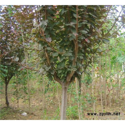 紫葉李 紫葉李小苗 綠化苗木基地直銷 質量好價格低