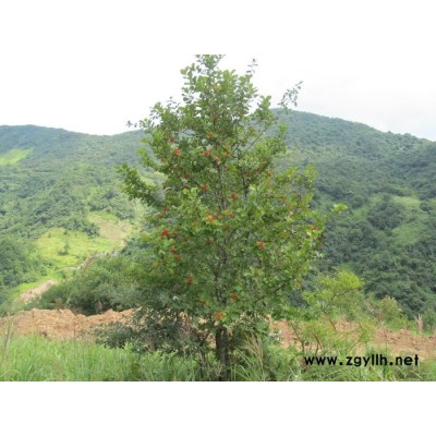 五峰  山楂  _湖北五峰**苗木基地    園林苗木   苗木批發   綠化苗木 園林綠化苗木 綠化苗木批發