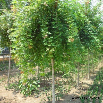綠化苗木南北方種植 耐寒易存活 觀賞 現(xiàn)挖現(xiàn)賣 五角楓