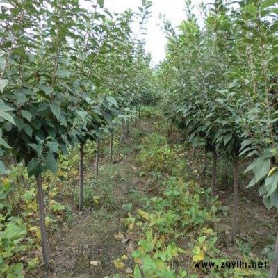 山東綠化苗木基地  早晚 櫻花 批發(fā)櫻花樹(shù)苗 庭院園林綠化工程苗