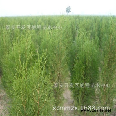 基地直銷側柏 工程綠化苗木側柏 看苗起苗 品質保證側柏