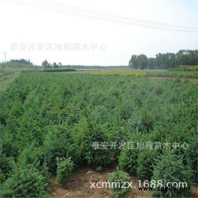 云杉基地大量出售 2米3米4米5米**云杉 品質高綠化苗木