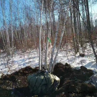 東北苗木基地批發(fā)綠化苗木白樺樹 裝飾樹干 叢生白樺規(guī)格齊全綠化苗木