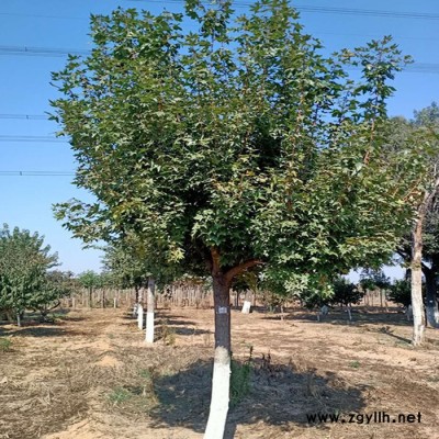 基地供應 各種綠化苗木 五角楓樹苗2-8公分五角楓 園林工程綠化苗木 五角楓