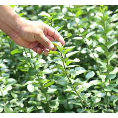 山東鳳岐苗木綠化苗木，衛矛小苗多少錢一棵？紅火焰衛矛價格