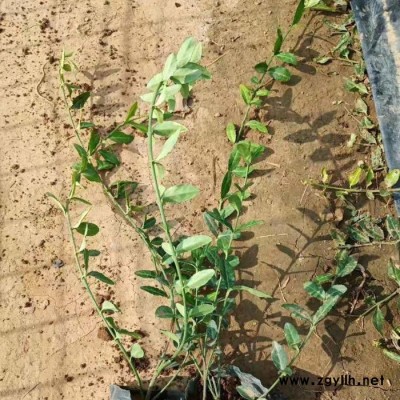 泰安綠化苗木爬行衛(wèi)矛  爬行衛(wèi)矛價格 利華 規(guī)格齊全爬行衛(wèi)矛 葡匐扶芳藤量大優(yōu)惠