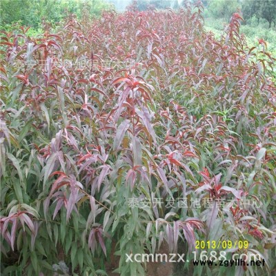 山東綠化苗木基地現挖現售4公分5公分 6公分碧桃 紅葉碧桃價格