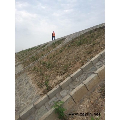 綠化紫穗槐易成活,紫穗槐苗專業施工,東北綠化苗木批發,邊坡防護用紫穗槐,綠化苗木品種大全,綠化苗木價格表