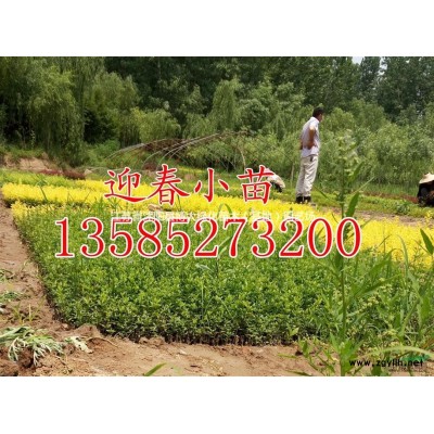 供應(yīng)無盡夏八仙花高度30-40-50公分，八仙花價(jià)格優(yōu)惠