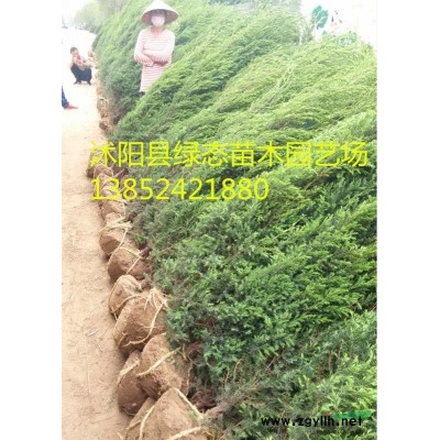供應(yīng)八仙花，八仙花小苗，30公分八仙花，40公分八仙花價格，