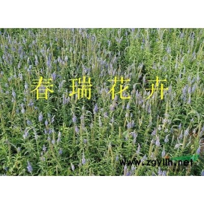木繡球，八仙花，水亞木，圓錐繡球，繡球