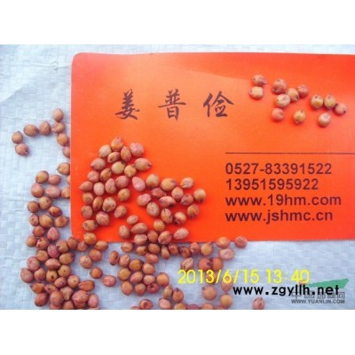 哪里有花灌木紅王子錦帶花迎春花紅瑞木木槿連翹質優價廉