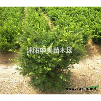 金葉女貞小苗價格，紅葉小檗小苗價格，紅葉石楠小苗價格