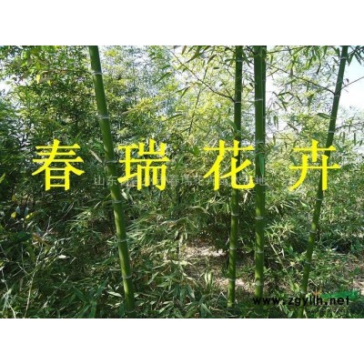 山東金葉女貞，紅葉小檗，龍柏，北海道黃楊，衛矛，扶芳藤，冬青
