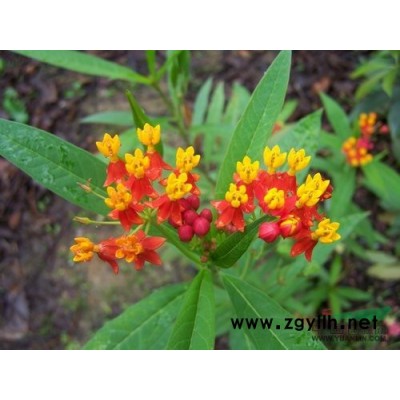 山東紅葉小檗，山東紫葉小檗，盆栽紅葉小檗，紅葉小檗價格