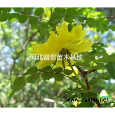 河北專業(yè)的紅葉小檗種植基地
