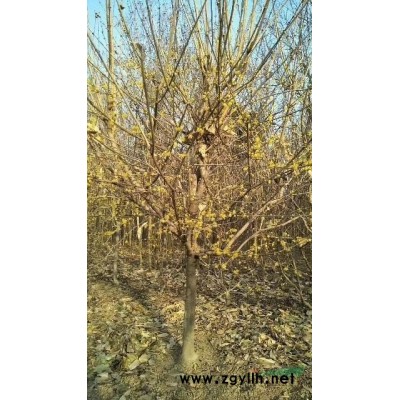 供應(yīng)，7公分至10公分木槿5萬棵