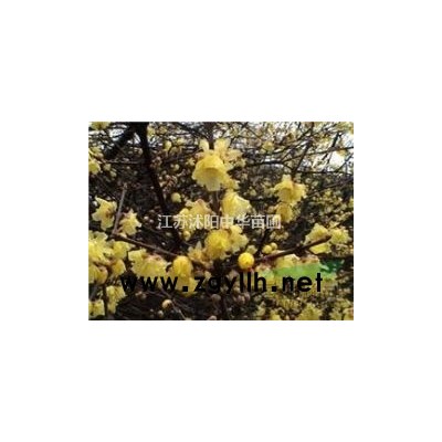 紅葉石楠球 海桐球.火棘球.紅葉小檗球，龍柏球，北京檜球