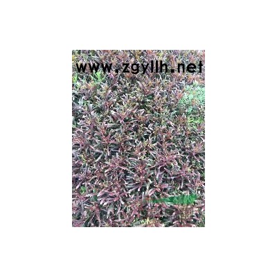 江蘇八仙花