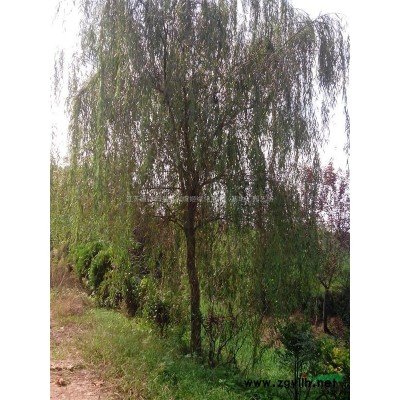 供應(yīng)紫荊 4公分紫荊樹價(jià)格 叢生紫荊價(jià)格 規(guī)格*