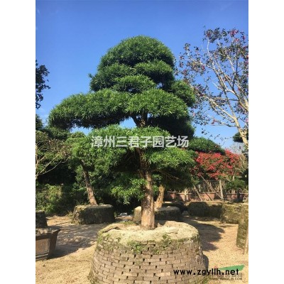 紅花紫荊 羊蹄甲