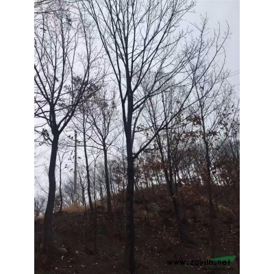 南陽地區特供巨紫荊