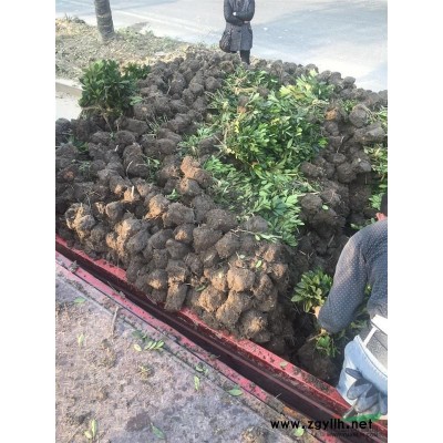 紫荊叢生苗，優質的紫荊苗批發8000棵，大小有蓬型好分支均勻