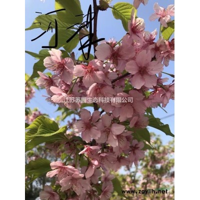 江蘇紫荊“金心”種植基地/江蘇紫荊量大優惠