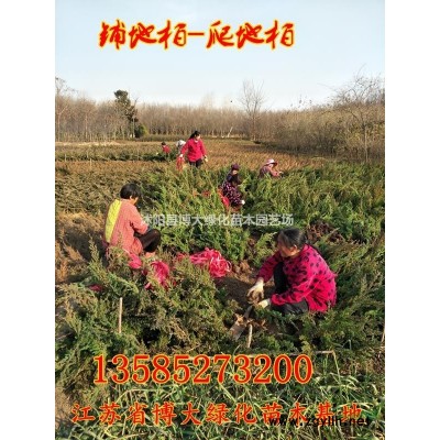 紅葉小檗球