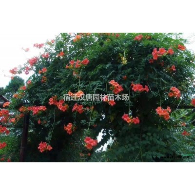 紅葉小檗、紫葉小檗地苗、營養杯苗，紅葉小檗球，紫葉小檗球