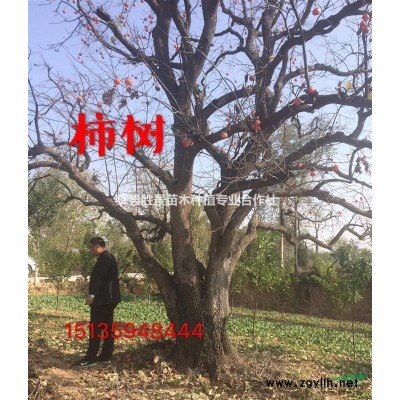 山西地區(qū)供應(yīng)高度50公分紅葉小檗 60公分紅葉小檗價(jià)格